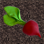 A shiny red beet with bright green leaves sprouting from its top